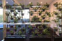 Garden Privacy Screen